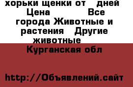 хорьки щенки от 35дней › Цена ­ 4 000 - Все города Животные и растения » Другие животные   . Курганская обл.